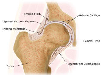 Hip Capsule, Synovial Membrane and Articular Cartilage